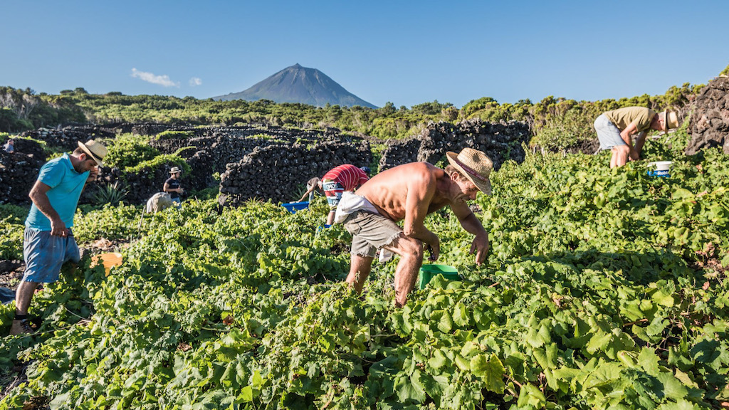 1.pico wines Portuguese islands - Madeira Azores