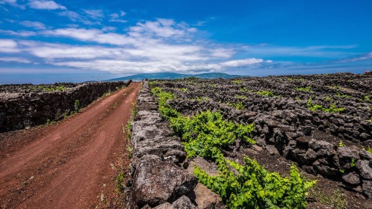 wines Portuguese islands - Azores Pico vineyards