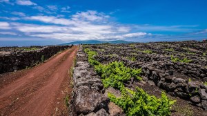 wines Portuguese islands - Azores Pico vineyards