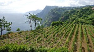 Portuguese fortified wines