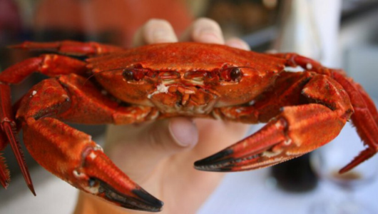 a crab on a table