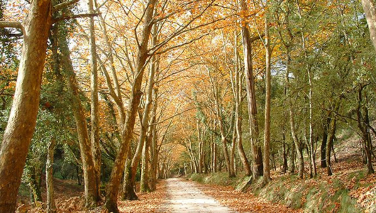 a tree in a forest