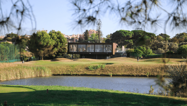 a tree next to a body of water