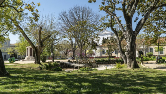 a tree in a park