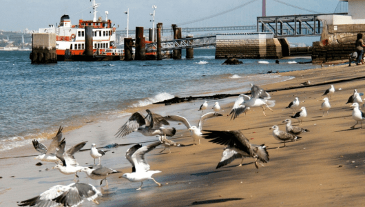 a flock of seagulls standing next to a body of water