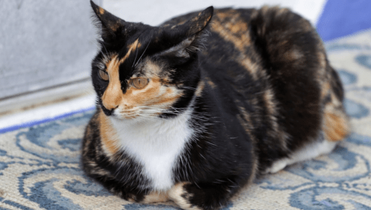 a cat with its mouth open