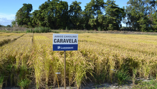 a sign on the side of a dirt field