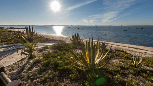 Agave plants on a sandy beach with the sun shining over a calm sea.