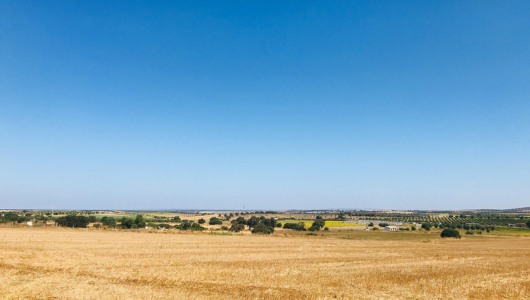 Vast golden field under a clear blue sky with trees in the distance.
