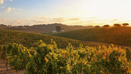 Sunset view of a lush vineyard on rolling hills under a partly cloudy sky.