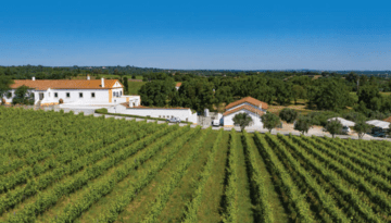 Aerial view of a vineyard with a white farmhouse and clear blue sky.