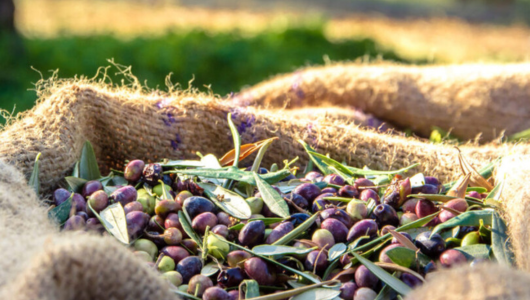 Freshly harvested olives in a burlap sack in a sunny garden.