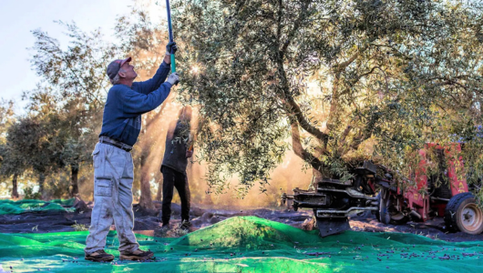 Two people harvesting olives using poles on a sunny day with green nets spread around olive trees.