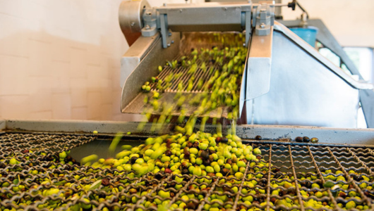 Green olives being processed on a conveyor belt in a factory setting.