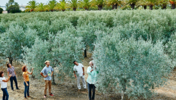 People examining olive trees in a field with palm trees in the background.