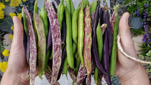 Portugal’s best bean dishes