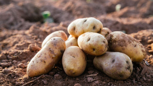 How the Portuguese changed the way the world eats - harvested potatoes on soil in a field.