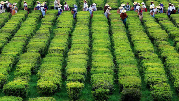 People harvesting in organized rows of green tea plants.
