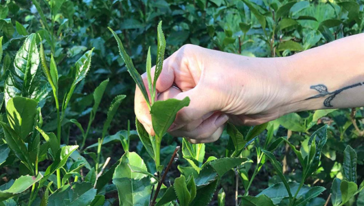 Hand picking tea leaves with tattooed wrist in a tea field.