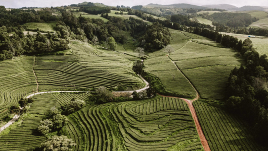 Aerial view of terraced green fields with winding paths and surrounding forests.