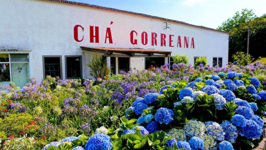White building with 'Chá Gorreana' sign, surrounded by vibrant blue and purple hydrangeas.