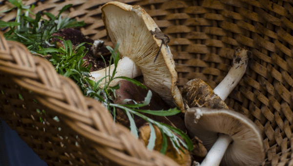 Basket with various mushrooms and green leaves inside.