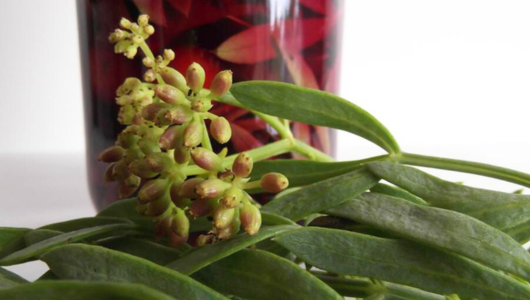 Close-up of green plant with buds in front of a jar with red leaves inside.