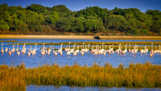 A group of flamingos in a serene lagoon with green trees in the background.