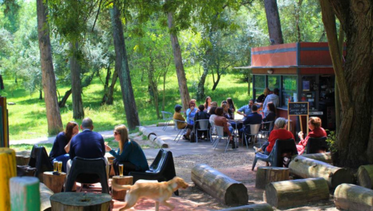 People sitting and talking at outdoor café in a forested area, with a dog walking nearby.