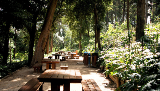 Wooden picnic tables in a forested park setting with sunlight filtering through trees.