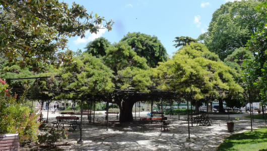 Sprawling tree in a park with benches and paved paths.